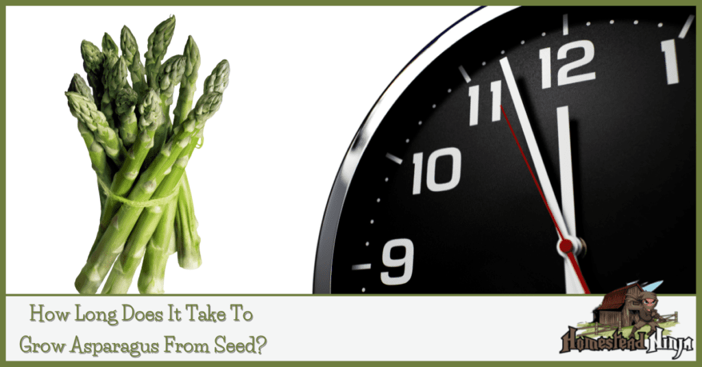 How Long Does It Take To Grow Asparagus From Seed?