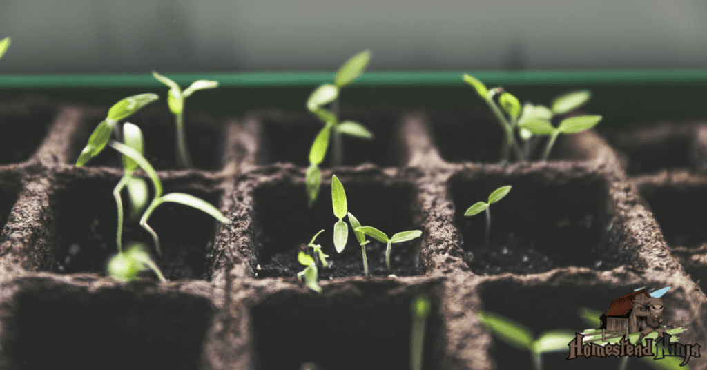 How Long Does It Take To Grow Tomatoes From Seed?