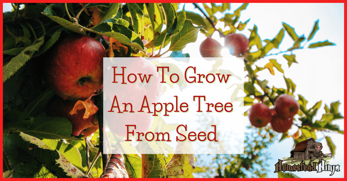 How To Grow An Apple Tree From Seed