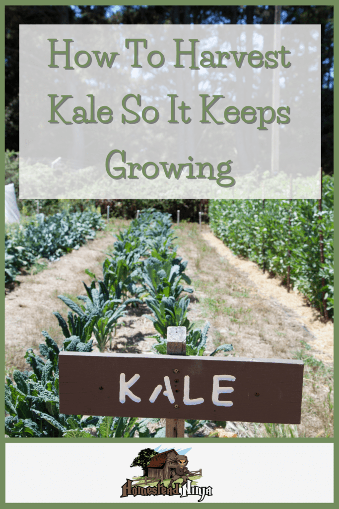 How To Harvest Kale So It Keeps Growing - Pinterest