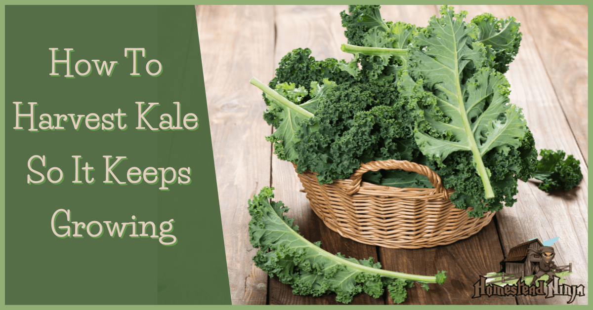 How To Harvest Kale So It Keeps Growing