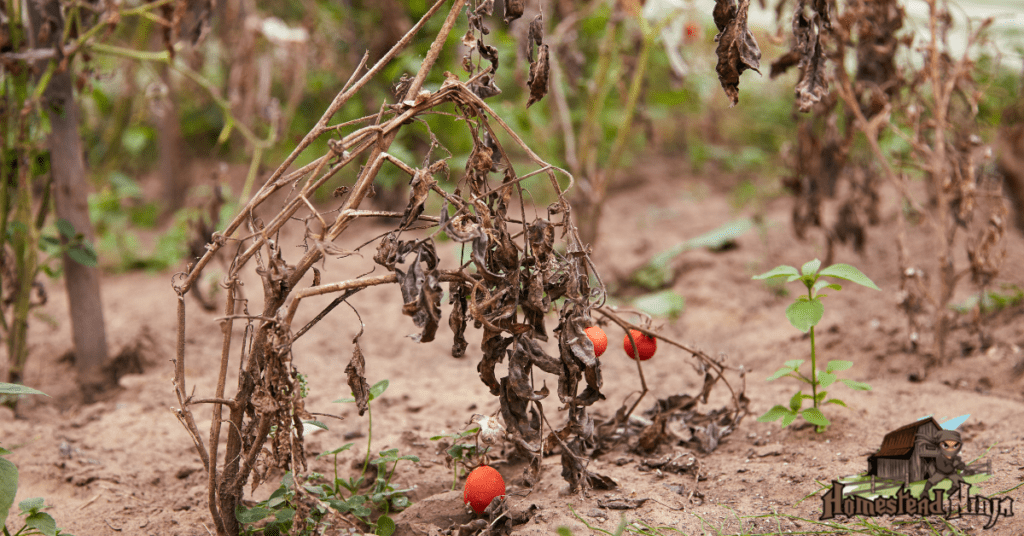 What Is The Lifespan Of A Tomato Plant?