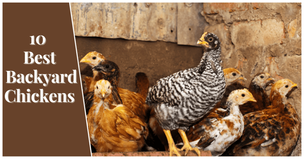 10 Best Backyard Chickens