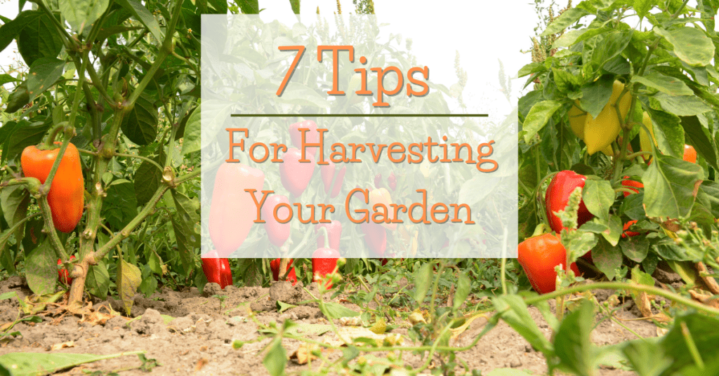 7 Tips For Harvesting Your Garden