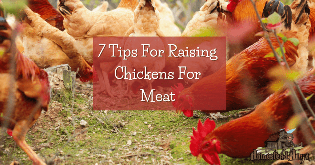 7 Tips For Raising Chickens For Meat