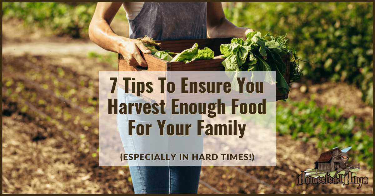 7 Tips To Ensure You Harvest Enough Food For Your Family