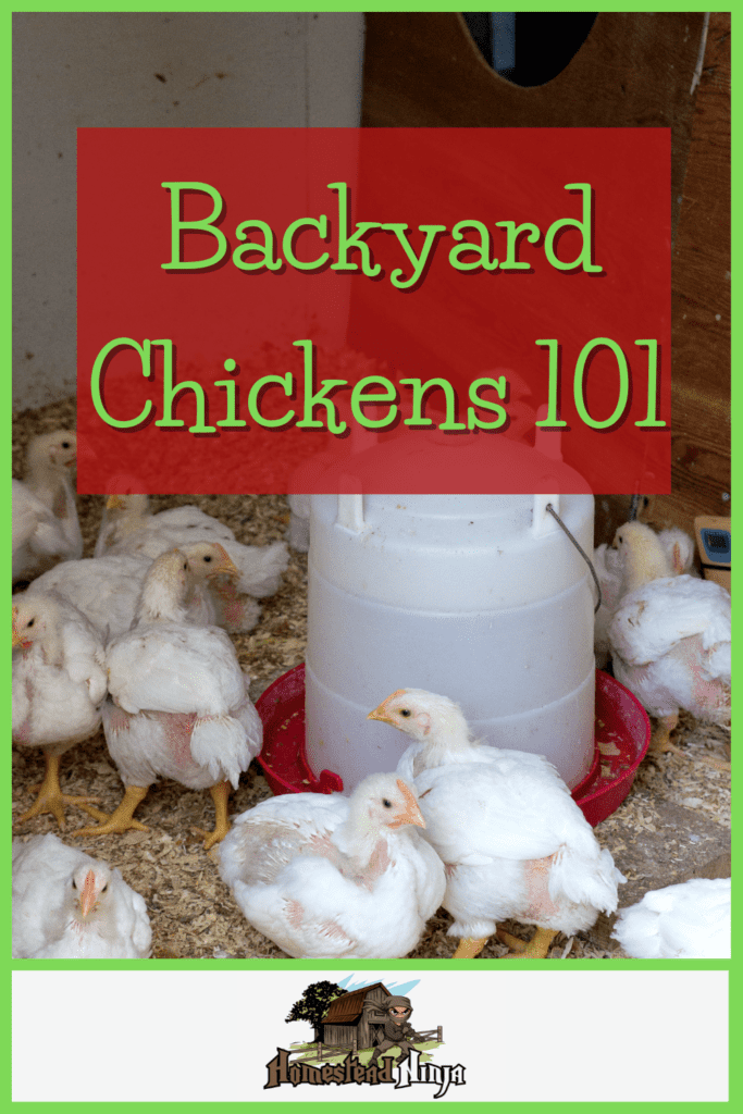 Backyard Chickens 101 - Pinterest
