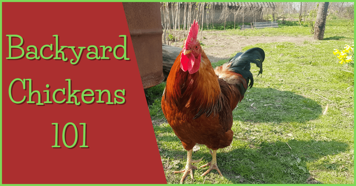 Backyard Chickens 101