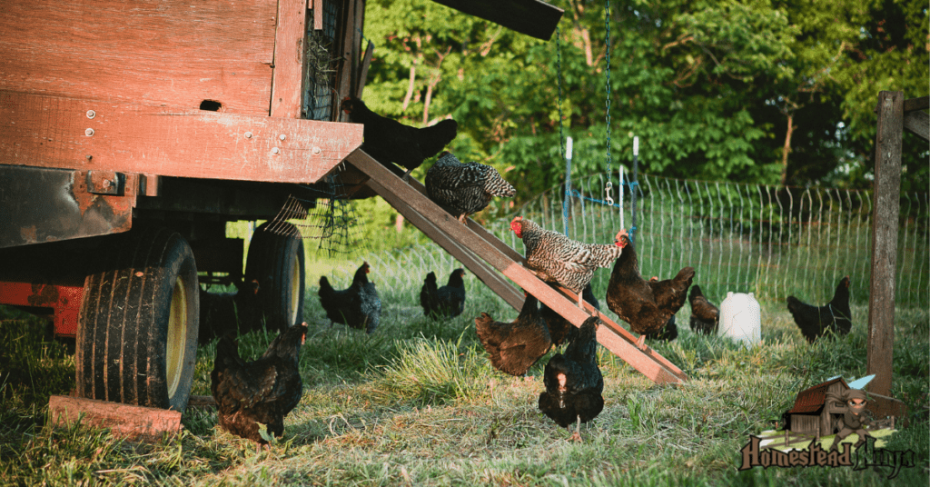 Become A Backyard Chicken Whisperer