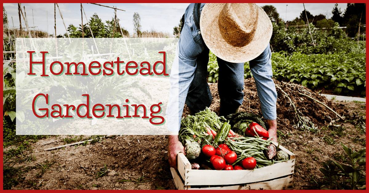 Homestead Gardening