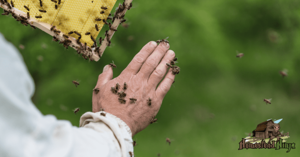 How Difficult Is Beekeeping?