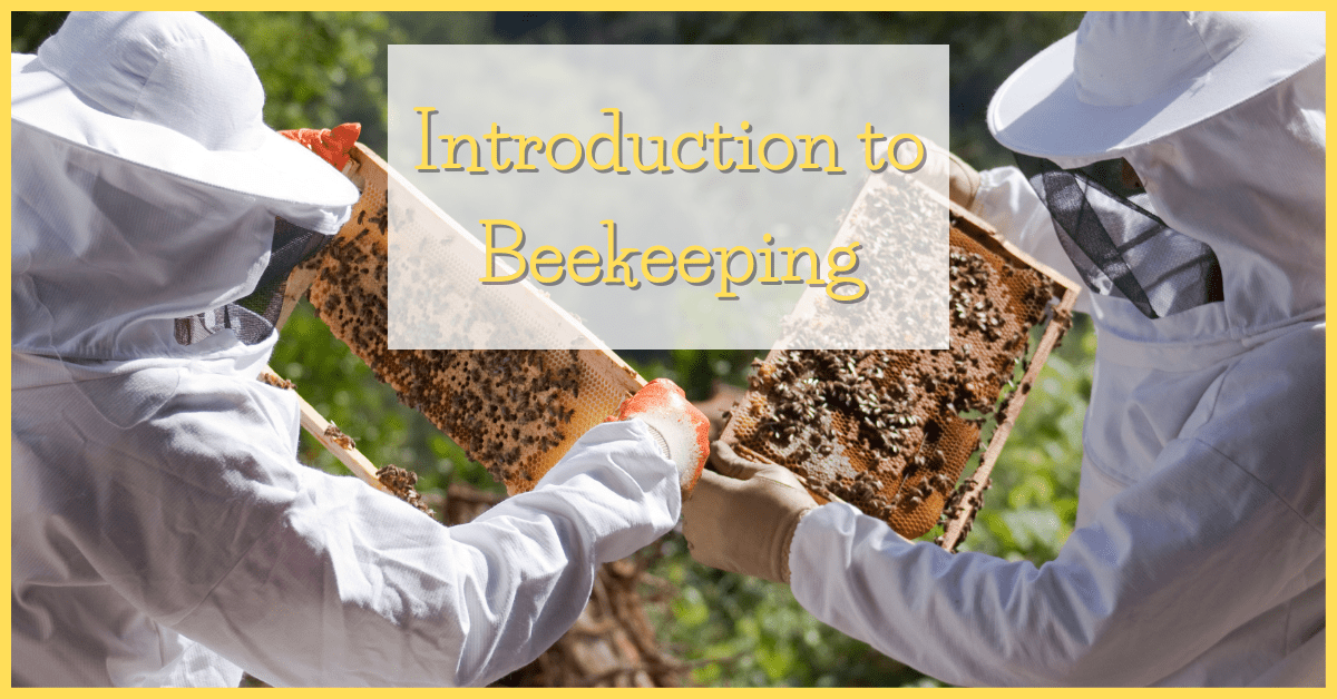 Introduction to Beekeeping