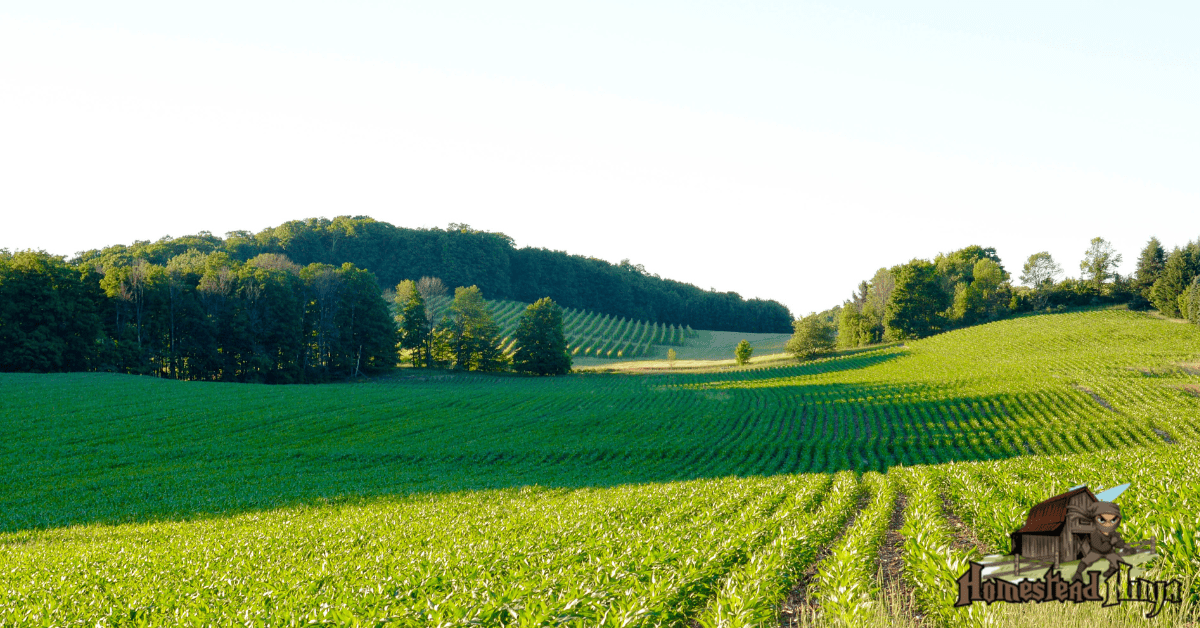 13 Things to Look Out For When Choosing Your Homestead Property (#6 is ...