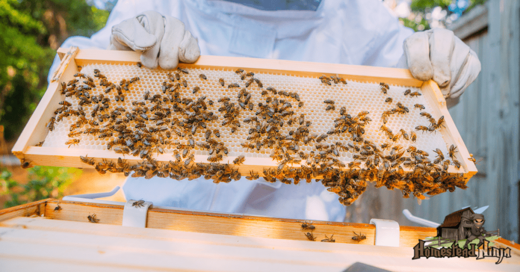 Learn to Become a MASTER Beekeeper