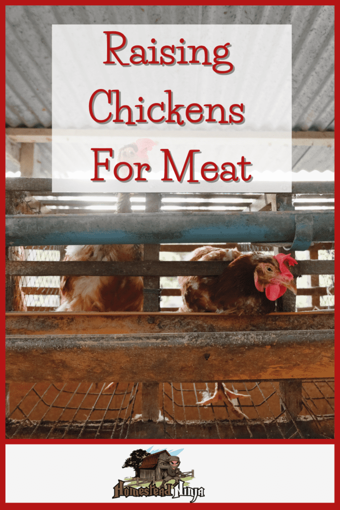 Raising Chickens For Meat - Pinterest