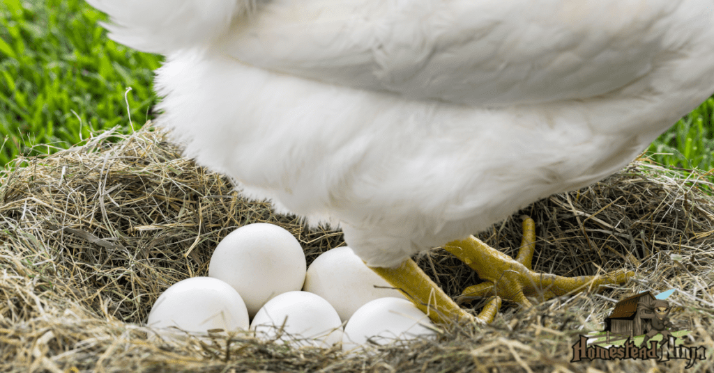 What Is The Difference Between Meat Chickens And Egg Laying Chickens?