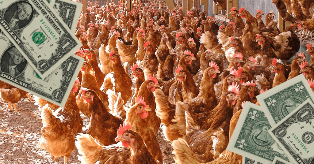 Where To Buy Backyard Chickens