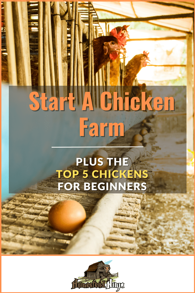 Looking for the best resource to start a chicken farm? Look no further than this article to get the low down on how to thrive as a chicken owner....