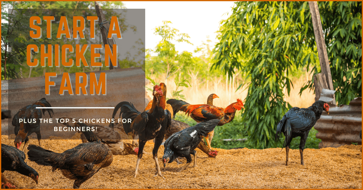 Start A Chicken Farm
