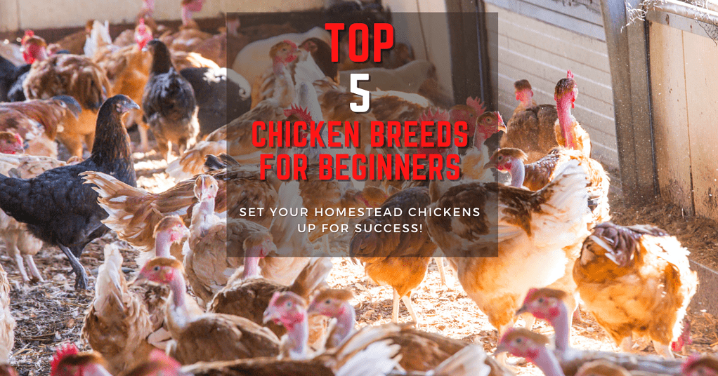 What Is The Best Chicken For Beginners?