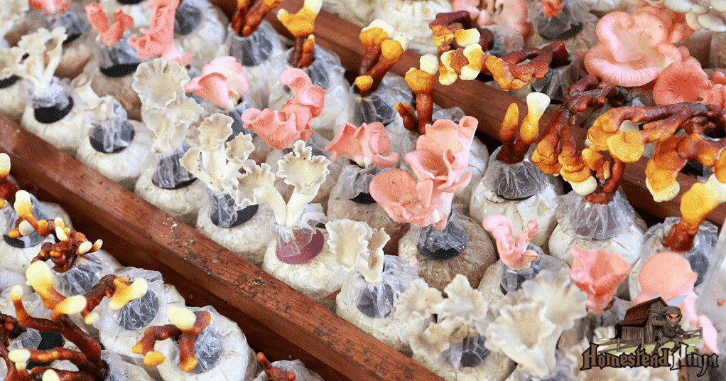 Farming Mushrooms The Process