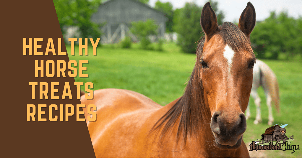 Healthy Horse Treats Recipes