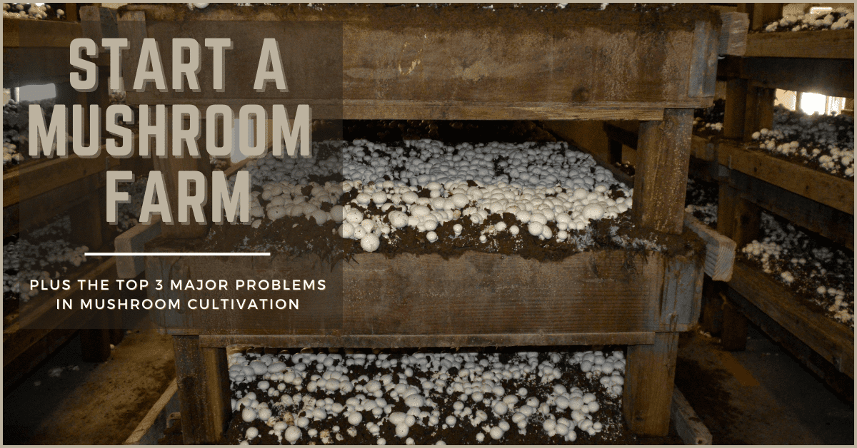 Start A Mushroom Farm