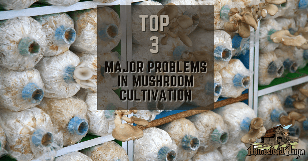 Top 3 Major Problems In Mushroom Cultivation