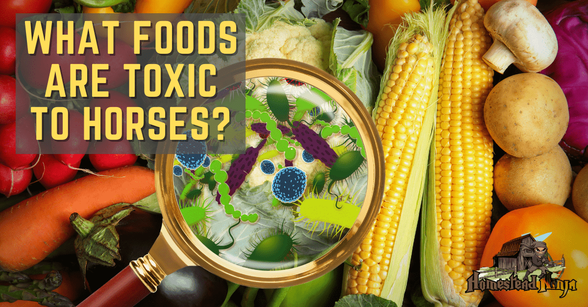 What foods are toxic to horses