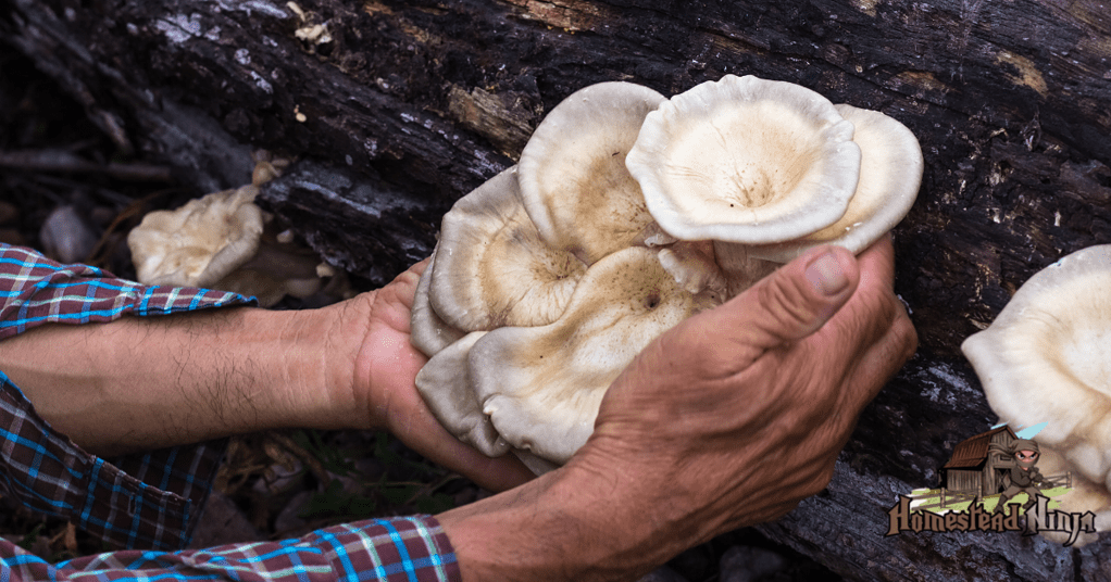 Which Mushroom Is Best For Farming?