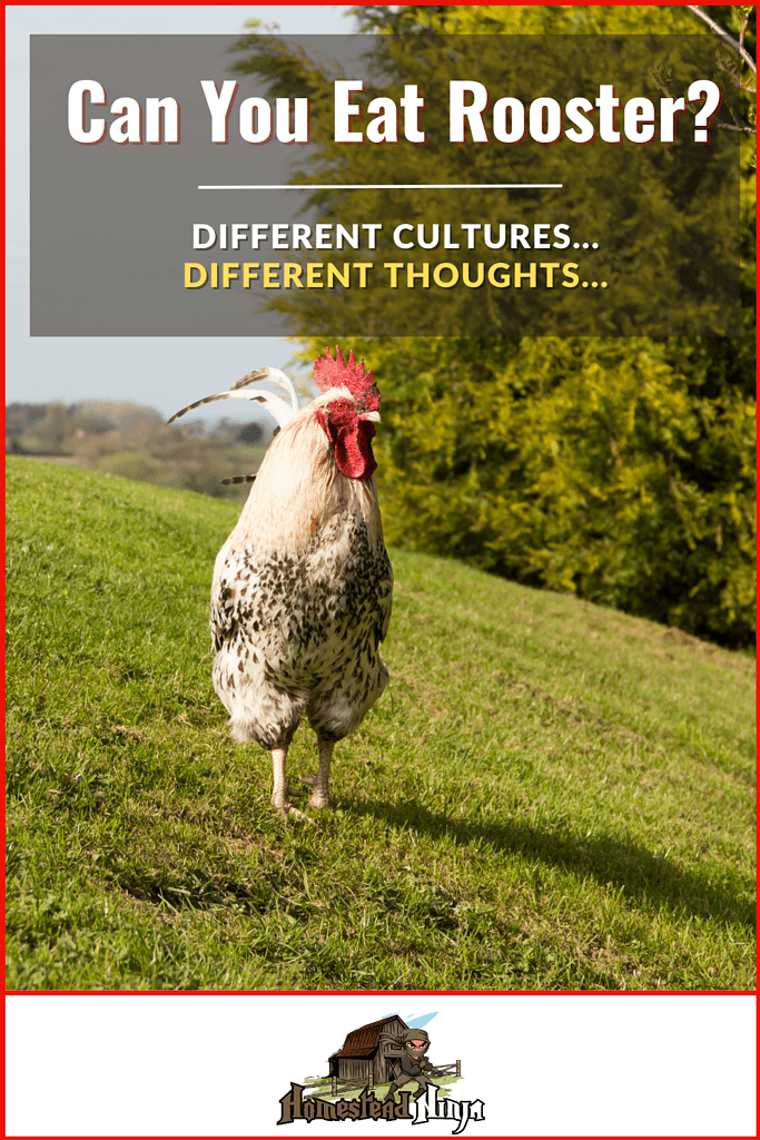 Can You Eat Rooster - Pinterest