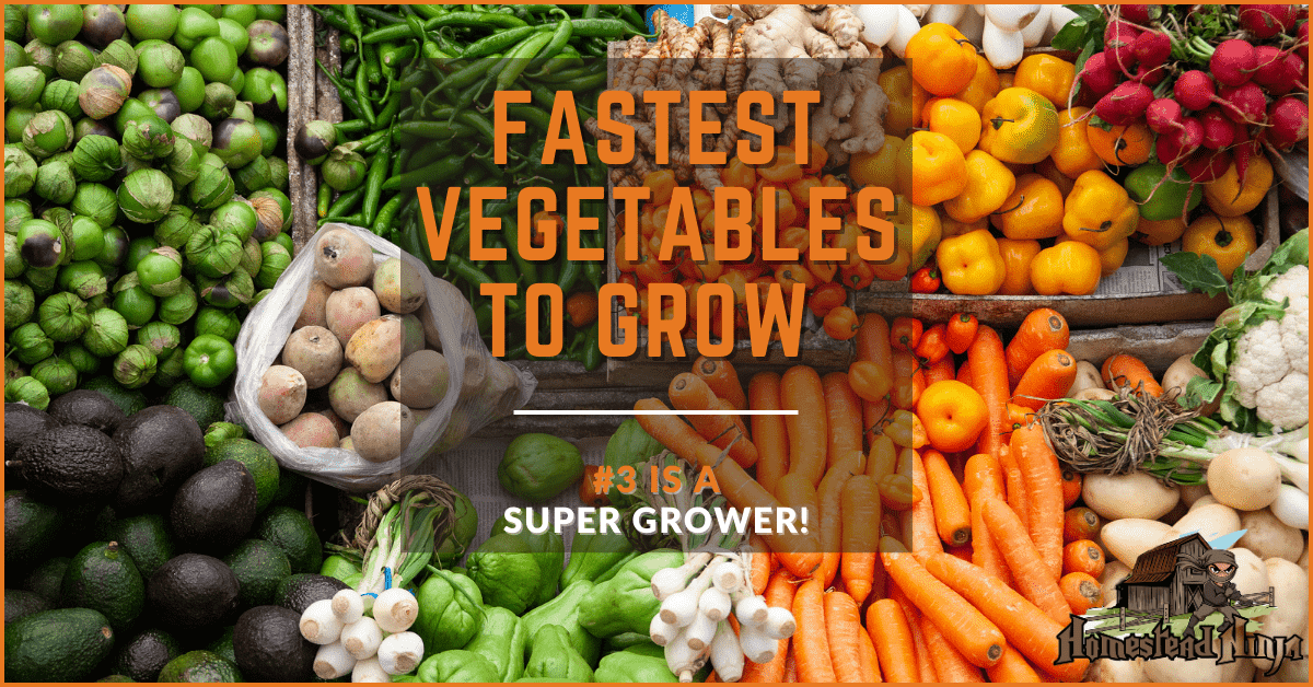 Fastest Vegetables To Grow