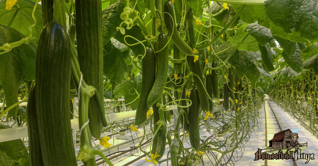 How long do cucumbers take to grow
