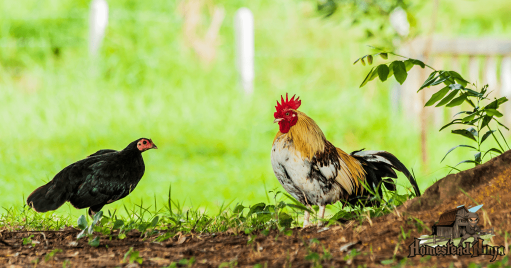 What do farmers do with roosters?