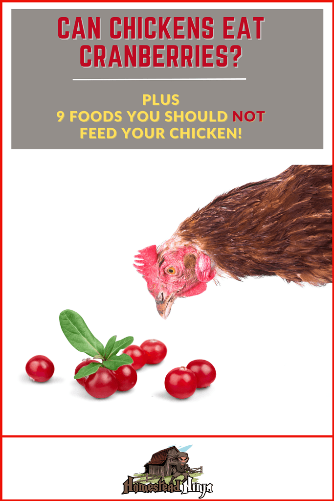 Can Chickens Eat Cranberries - Pinterest