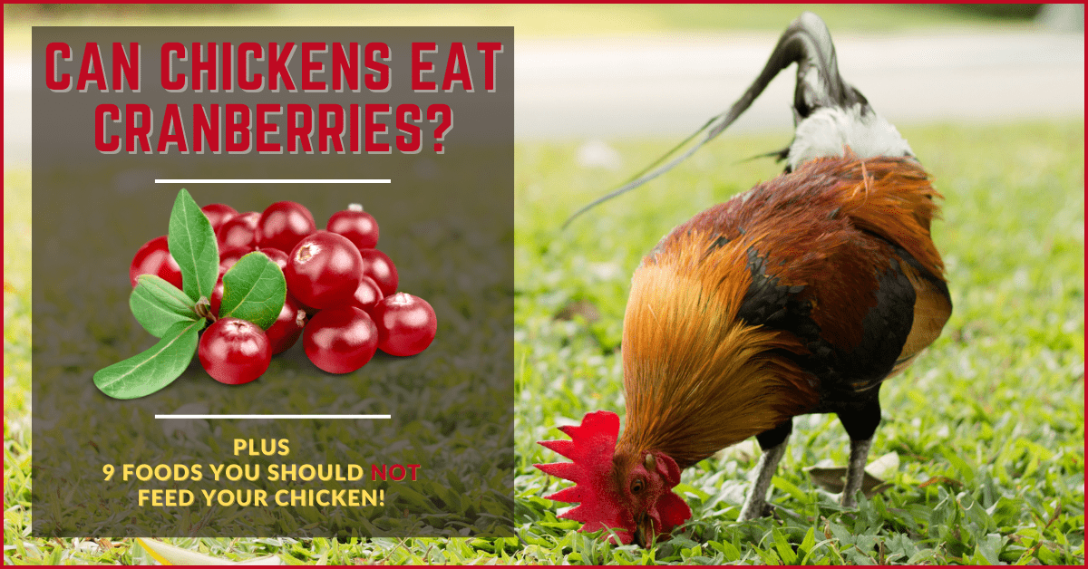 Can Chickens Eat Cranberries