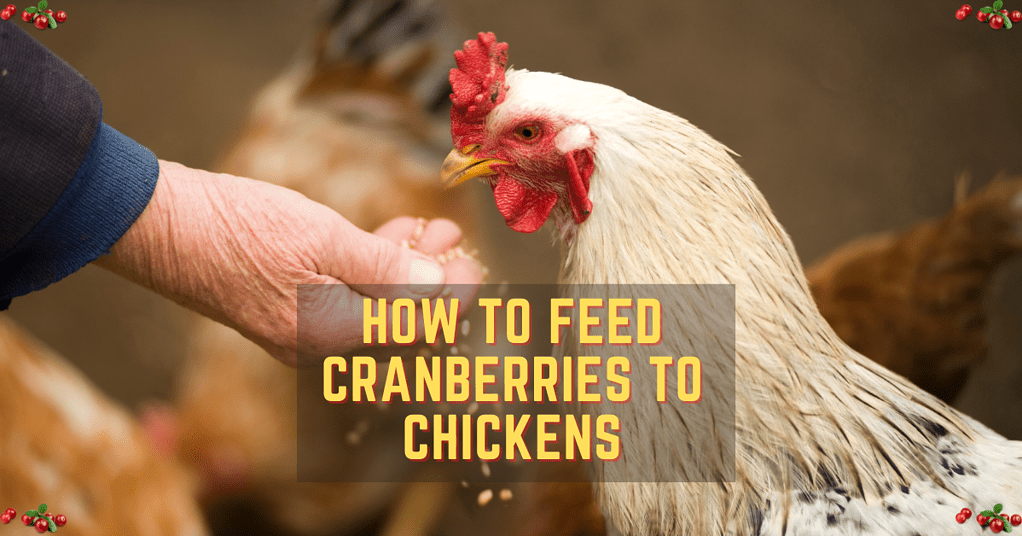 How to Feed Cranberries to Chickens