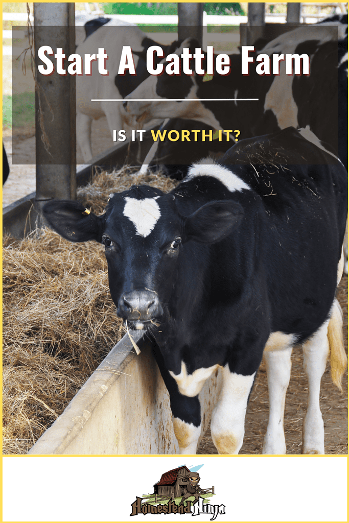 Start A Cattle Farm (is it worth it) - Pinterest