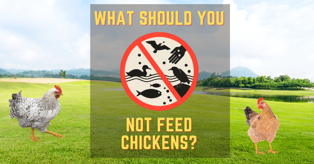 What should you not feed chickens