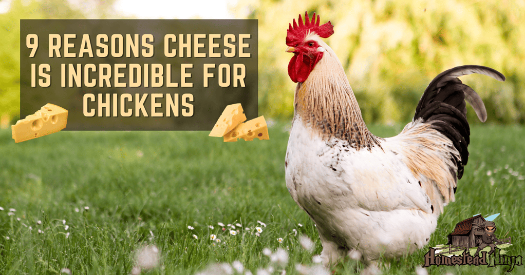9 Reasons Cheese Is Incredible For Chickens