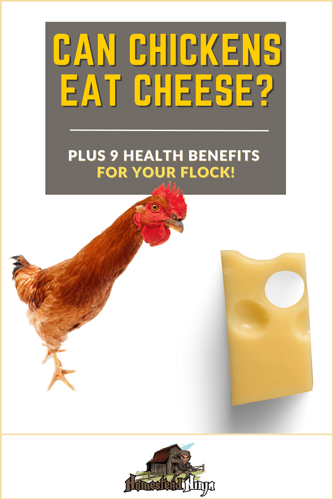 Can Chickens Eat Cheese - pinterest