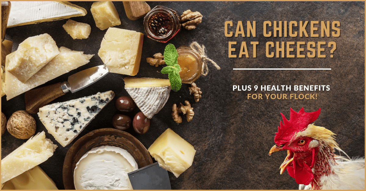 Can Chickens Eat Cheese?
