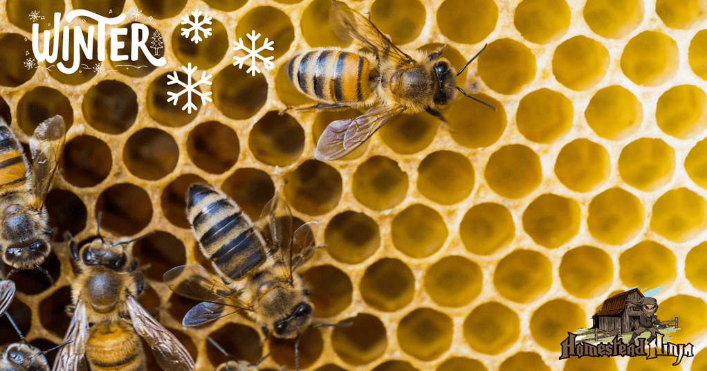 Do bees eat their own honey in winter