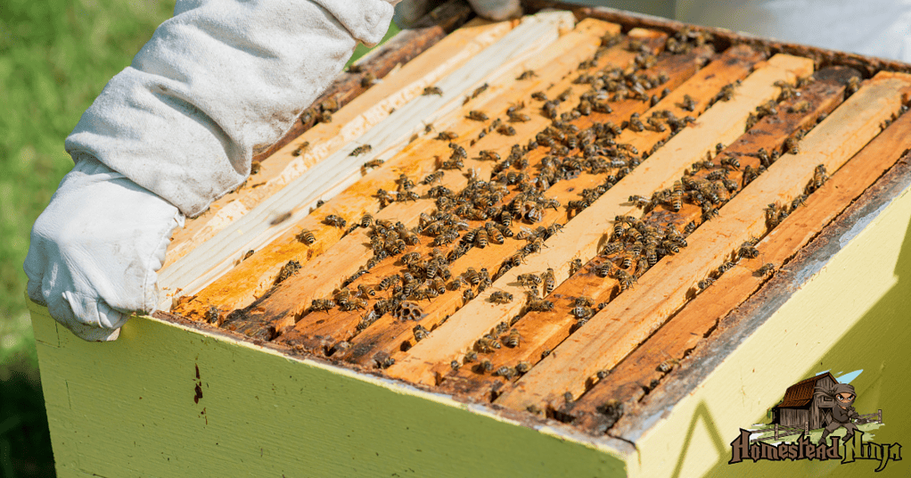 Do you leave honey supers on over winter