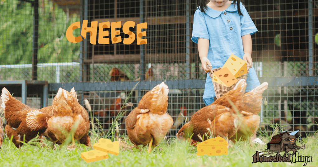 How to feed chickens cheese