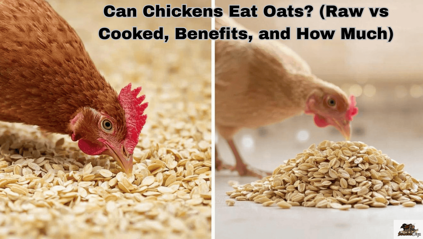 Can Chickens Eat Oats? (Raw vs Cooked, Benefits, and How Much)